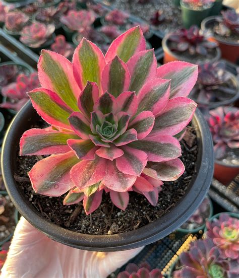 Aeonium pink witch available